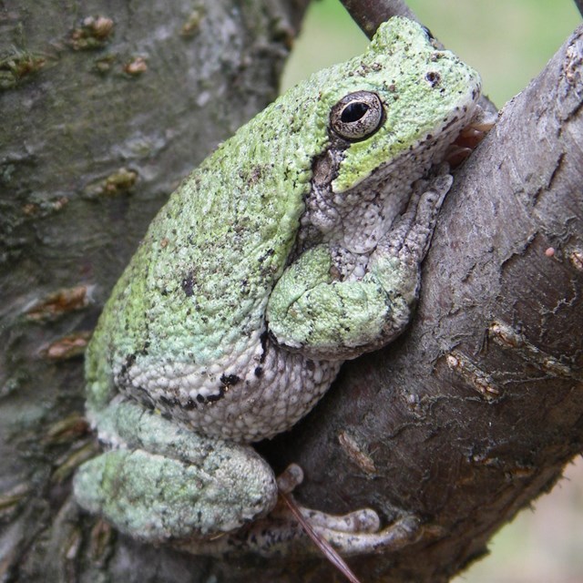 Green and gray patterned frog resting on a branch.