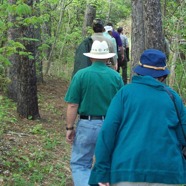 Hikers on a forest path.