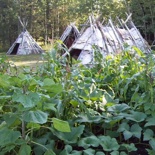 Corn and squash growing in front of bark dwellings.