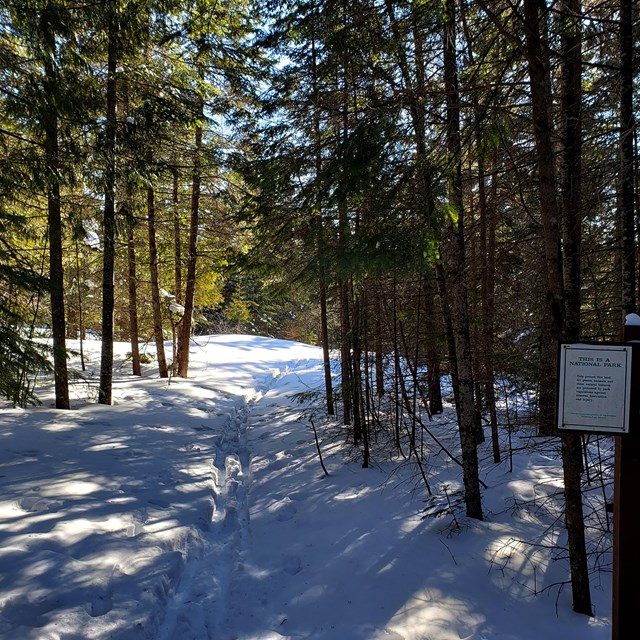 A snowy forest trail tracked by skis.