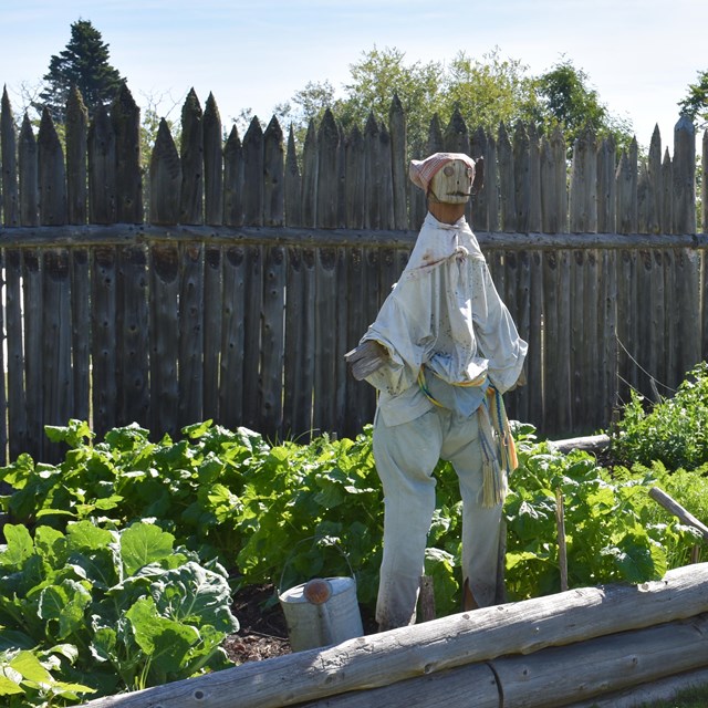 I scarecrow standing in a raised bed with vegetables growing.