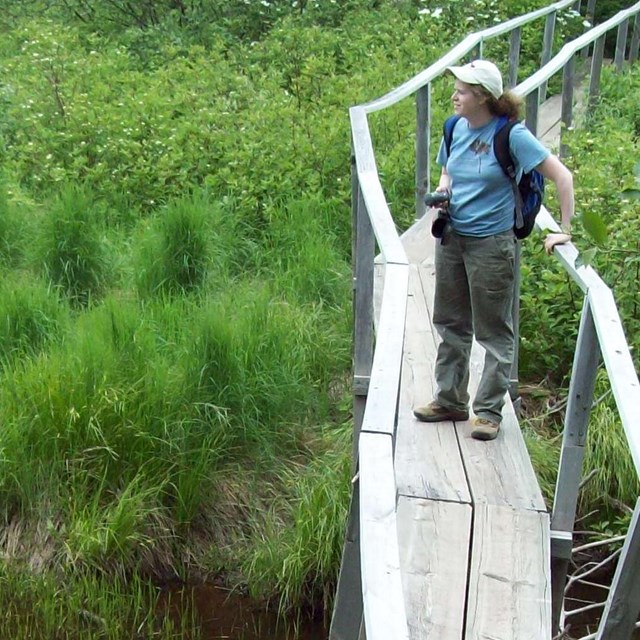A hiker on an elevated boardwalk next to a pond and green marsh plants.