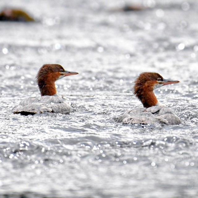 Birds with rusty-colored heads in a body of water.