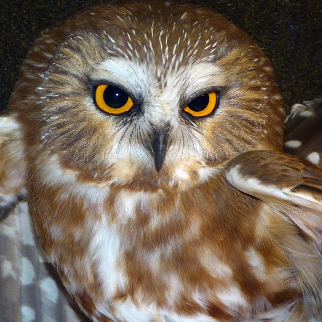 A small brown and white speckled bird with large yellow eyes.