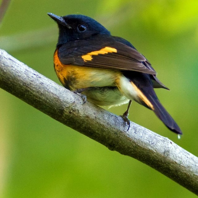 Small black bird with a yellow wing bar and orange breast, perched on a branch.