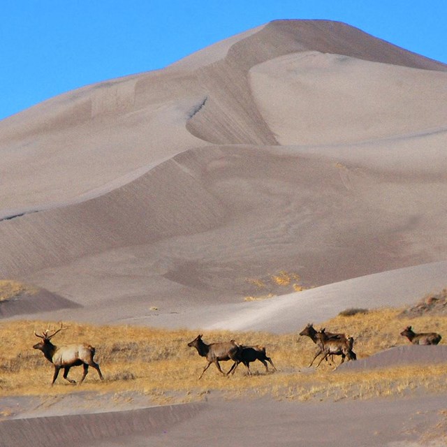 Elk on Dunes