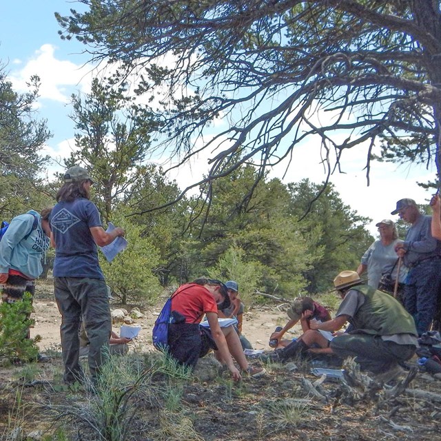Youth and a ranger explore an archeological site under a pinon tree