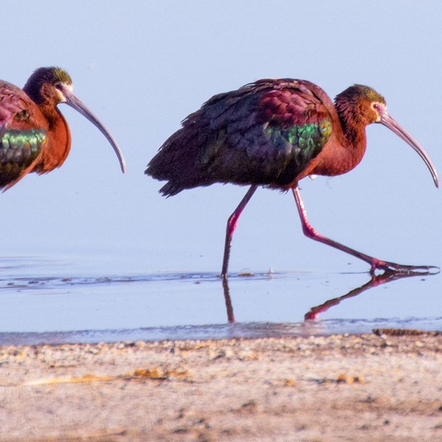 Two white-faced ibis birds with colorful feathers and long legs and beaks
