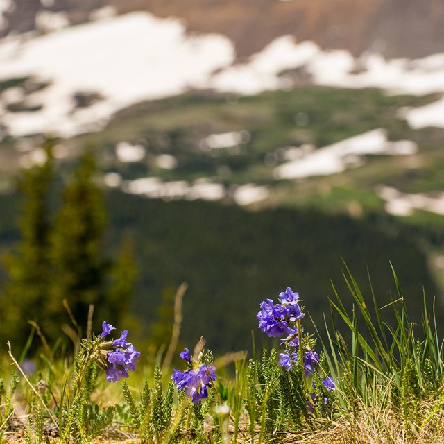 Purple sky pilot wildflowers on tundra with distant snowcapped mountain ridge