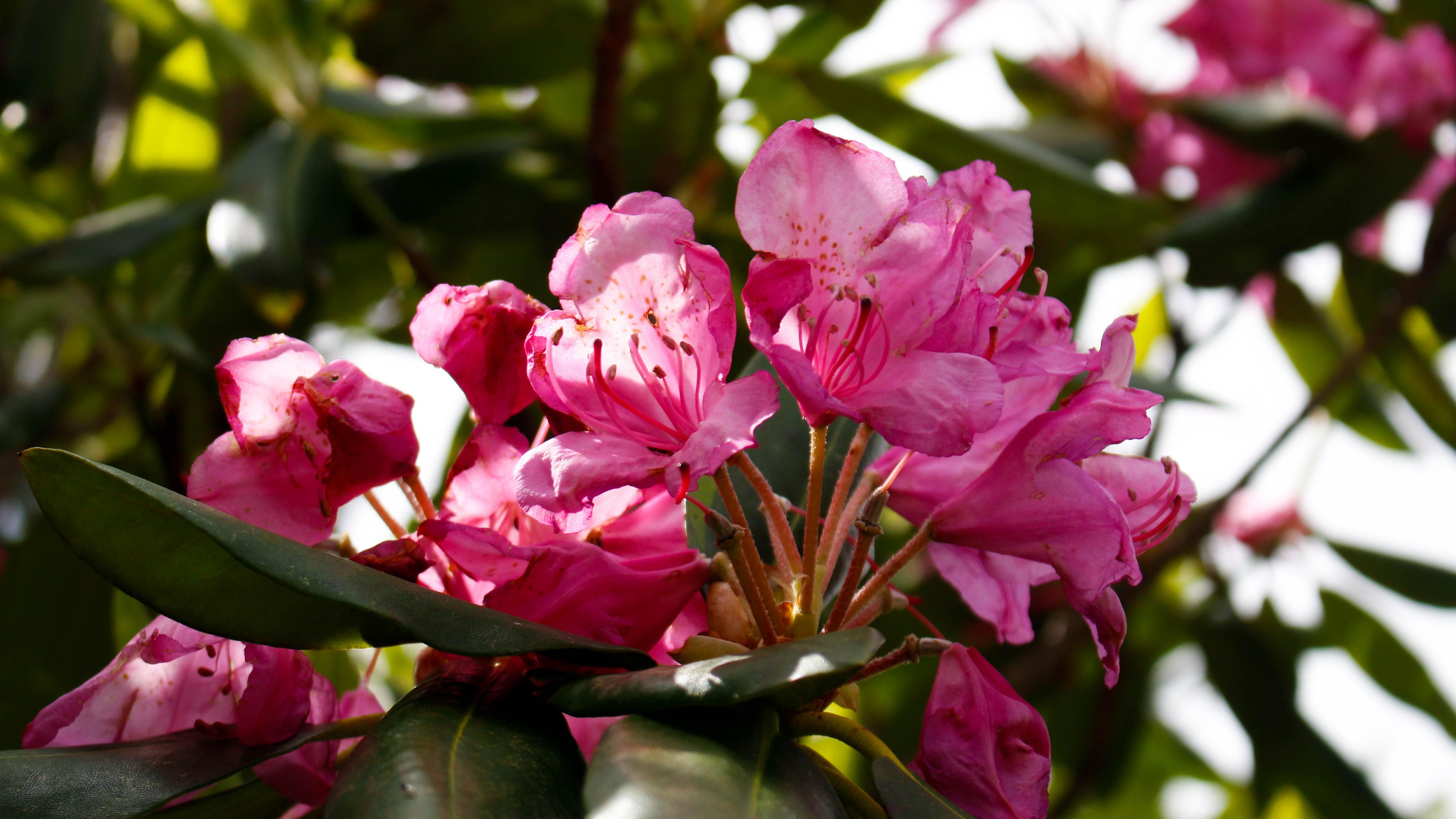 A pink flowering shrub.
