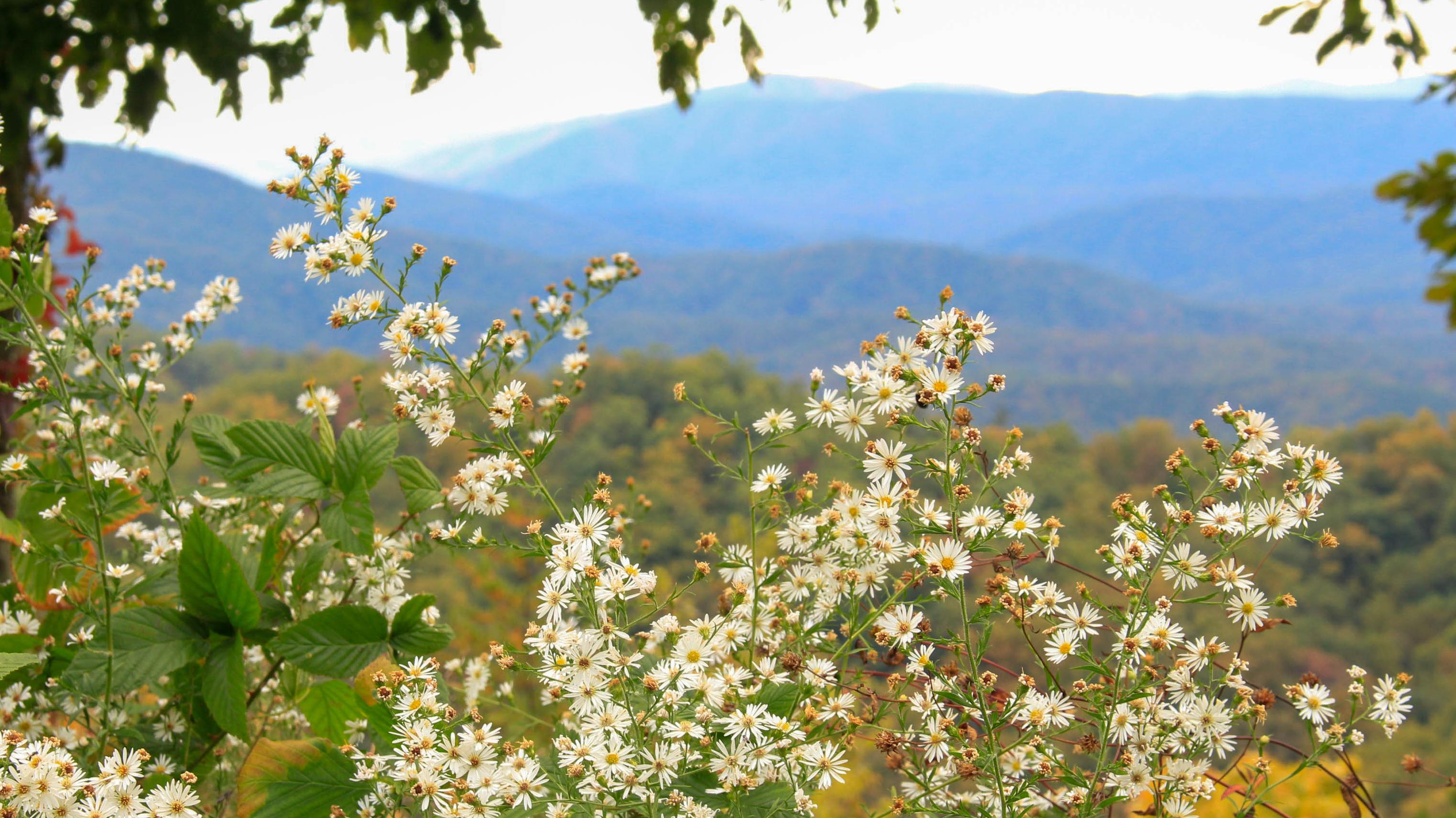 An overlook with mountains and bushy white flowers.