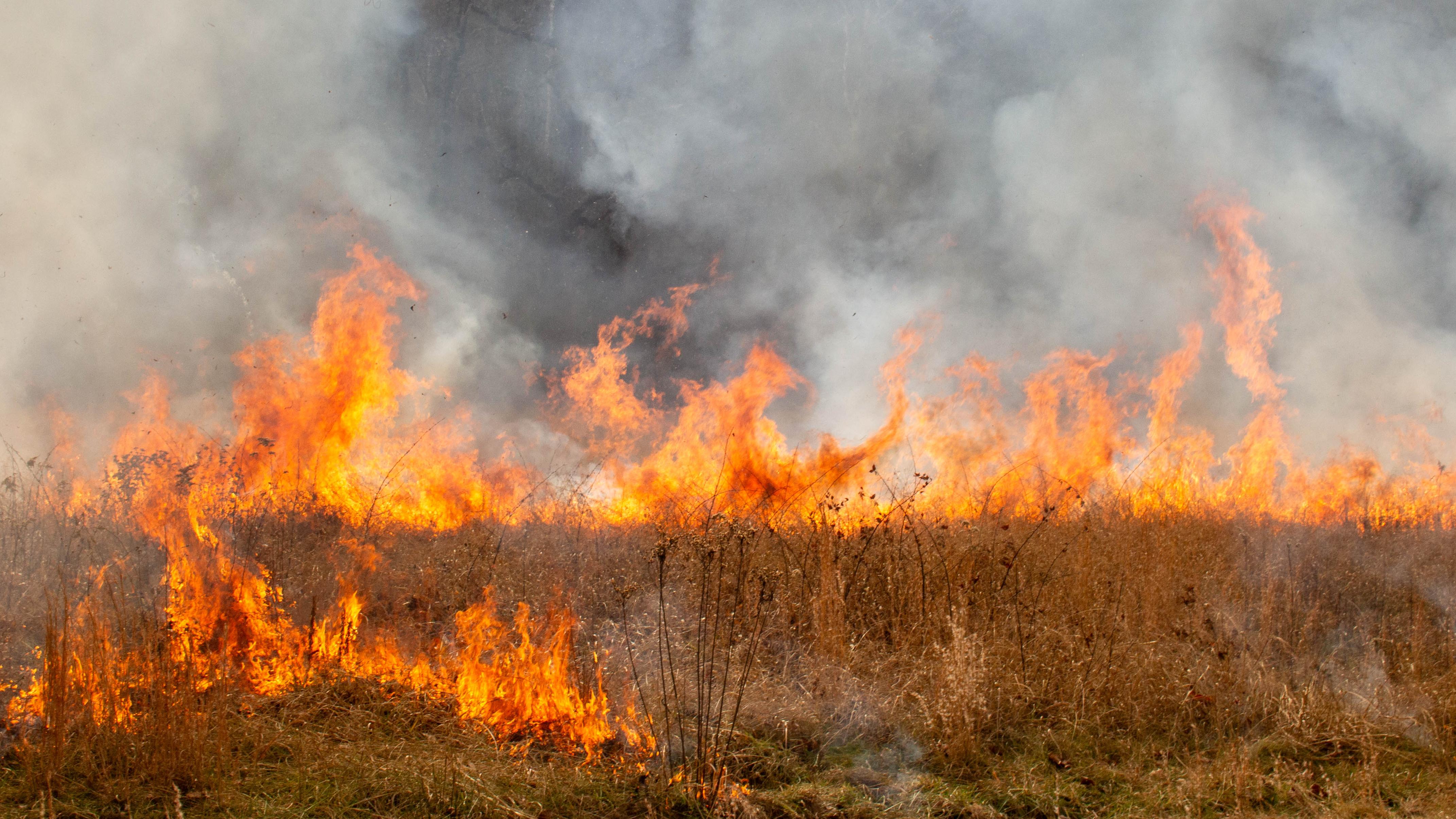 A field in flames due to a prescribed burn.