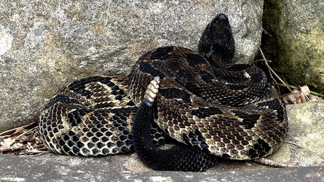 A timber rattlesnake resting on rocks.