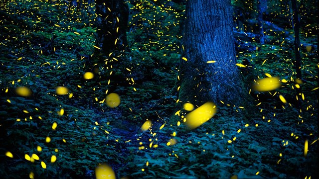 A group of fireflies lighting up in the forest