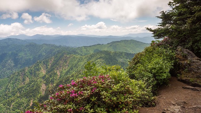 Pink flowers and greenery along a trail's edge in view of forest-covered mountains under some clouds