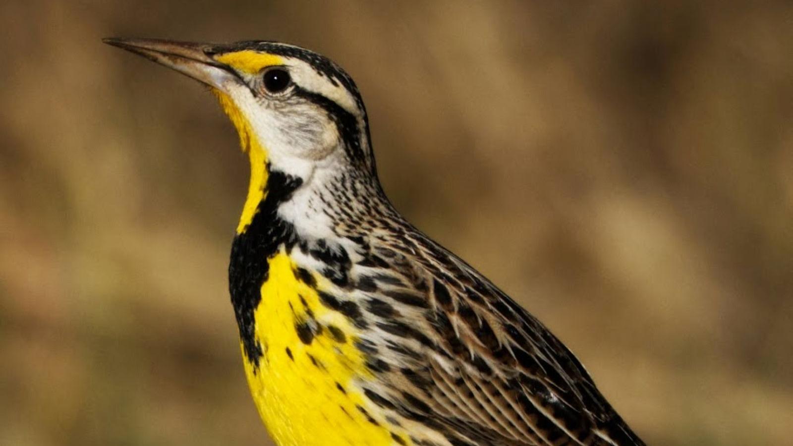 A meadow lark, a yellow and black bird, standing in grass.