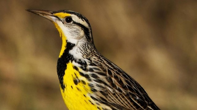 A meadow lark, a yellow and black bird, standing in grass.