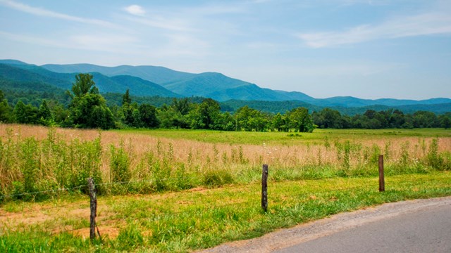 Rolling mountains with a blue-green appearance in the background of a pasture with a fence.