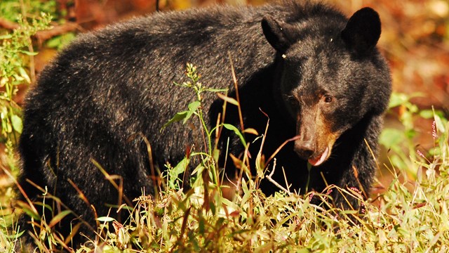 A black bear in grass.