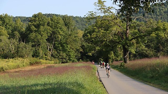 Cyclists biking along the loop road surrounded by green fields and trees.
