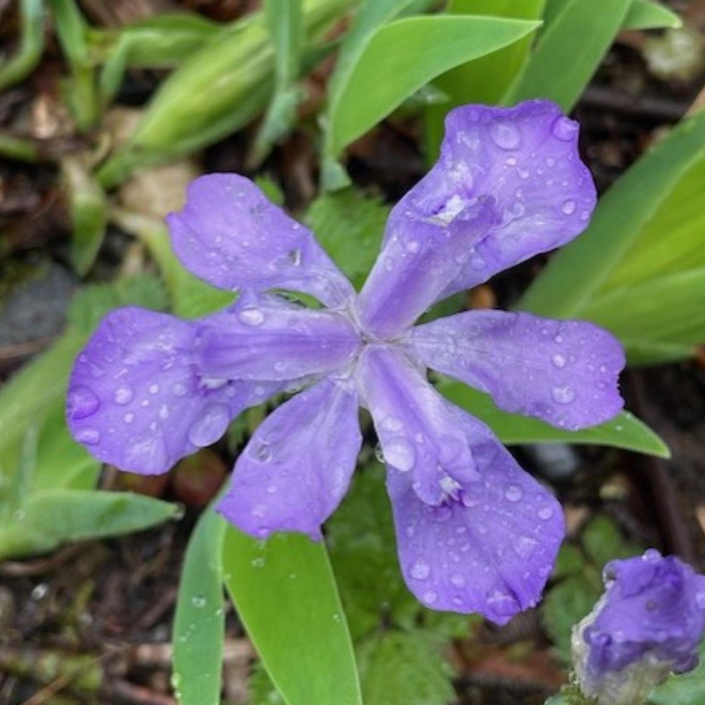 A purple iris.