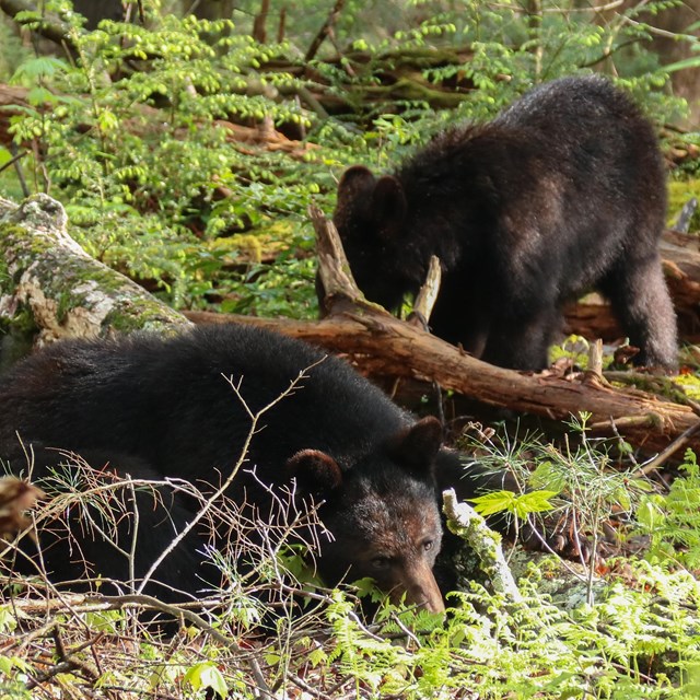 A black bear mother and cub in the forest