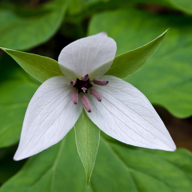 The three white petals of a sweet white trillium against the plant's green foliage.