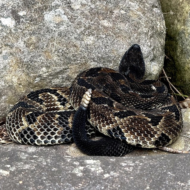 A timber rattlesnake resting on rocks.