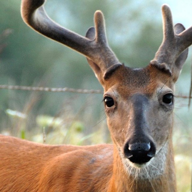 A white-tailed deer with velvet-covered antlers stands at the edge of a field.