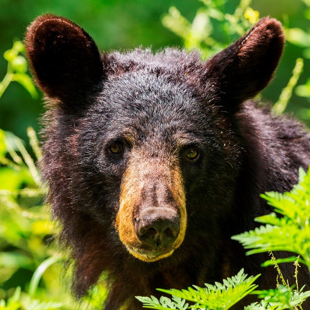 A brownish-black colored bear stands behind grass in the fall.