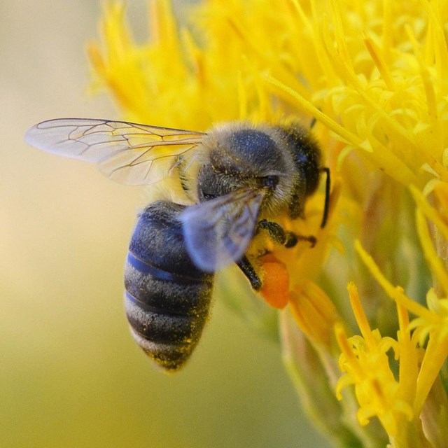 Bee hovers next to a yellow flower.