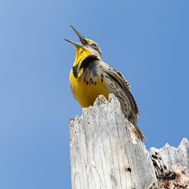 A yellow meadowlark perches on a stump.