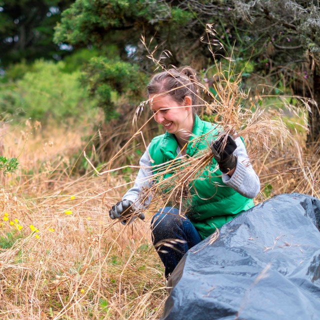 Woman crouches in grassy area and puts pulled invasive species in a bag.