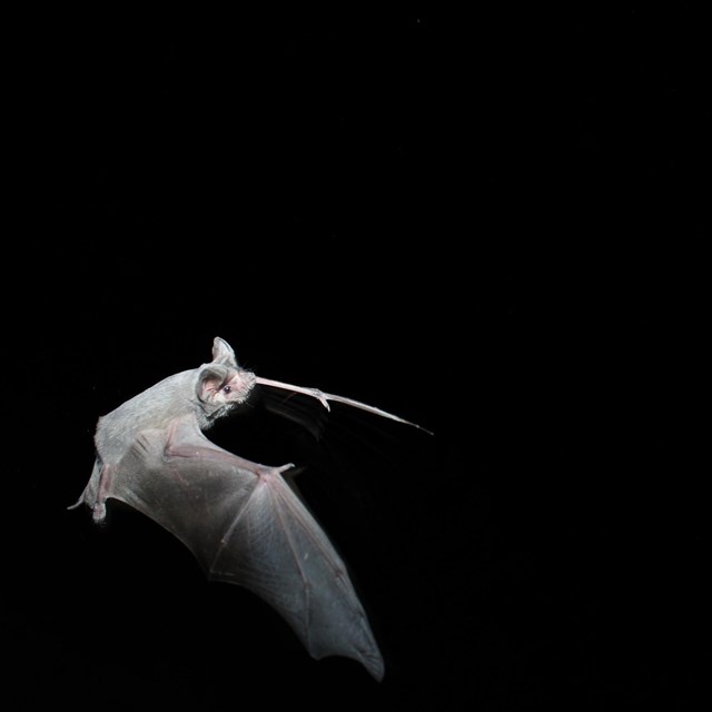 A Mexican free tailed bat flies at night.