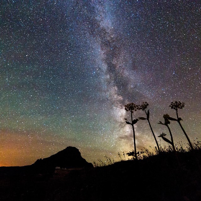 The Milky Way with silhouettes of plants in the foreground.