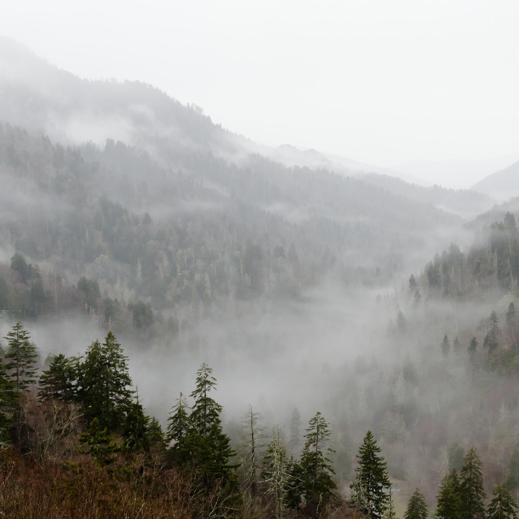 A cloudy sky above a fog-filled valley with green trees in the foreground.