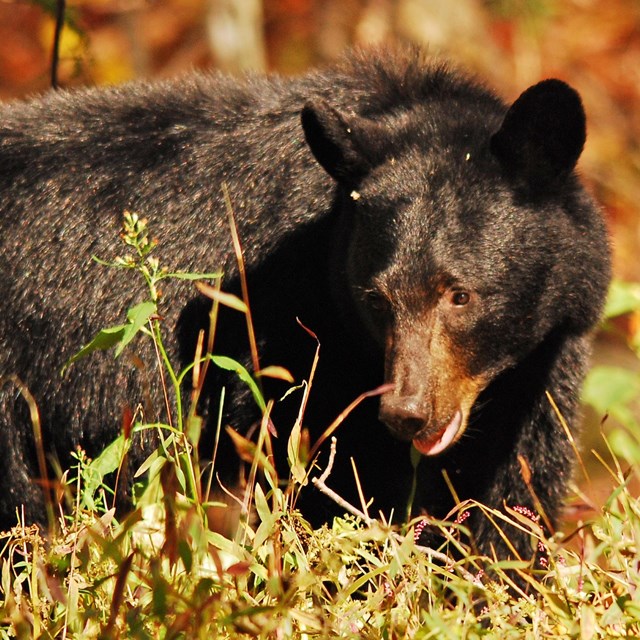 A black bear in grass.