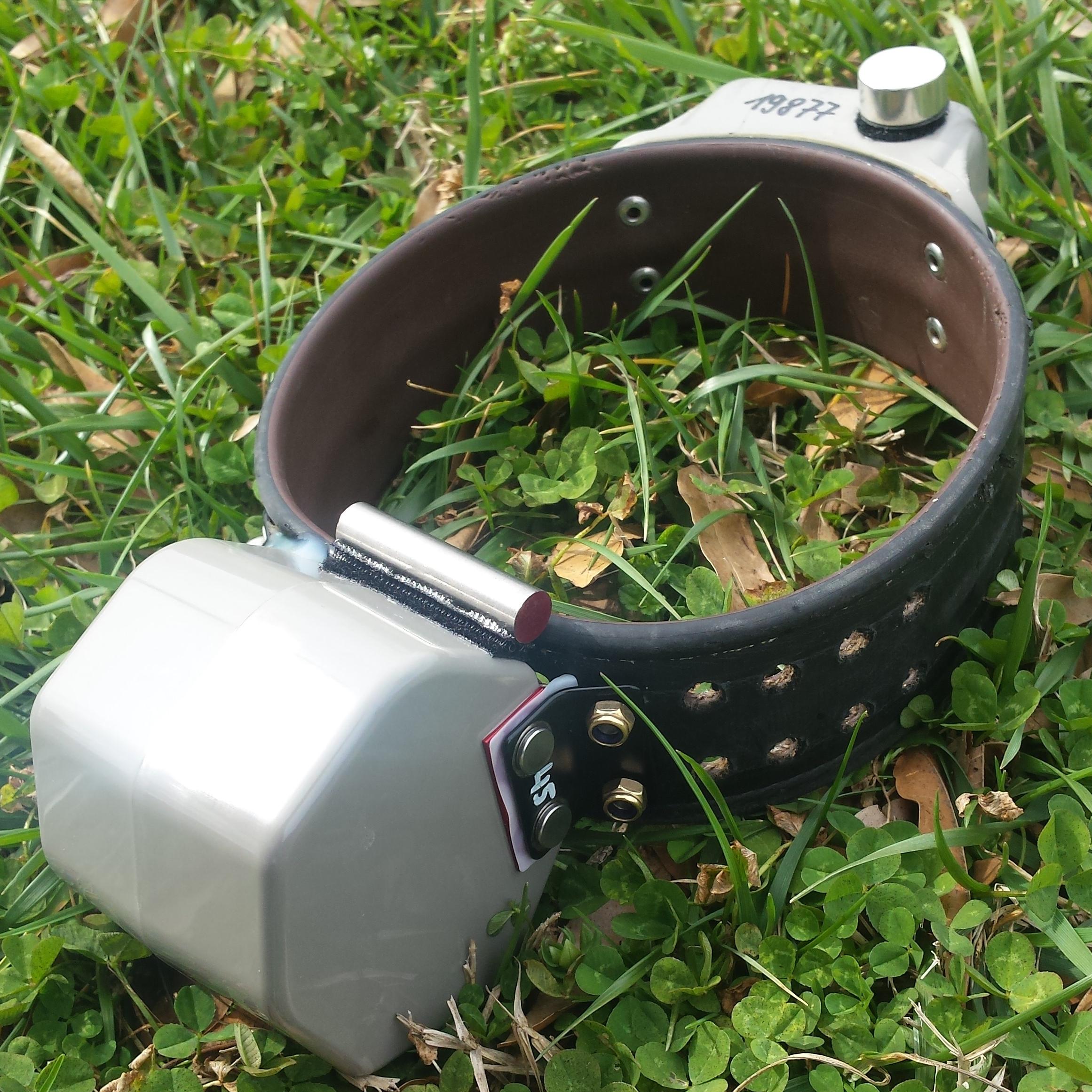 A bear tracking collar on the ground.