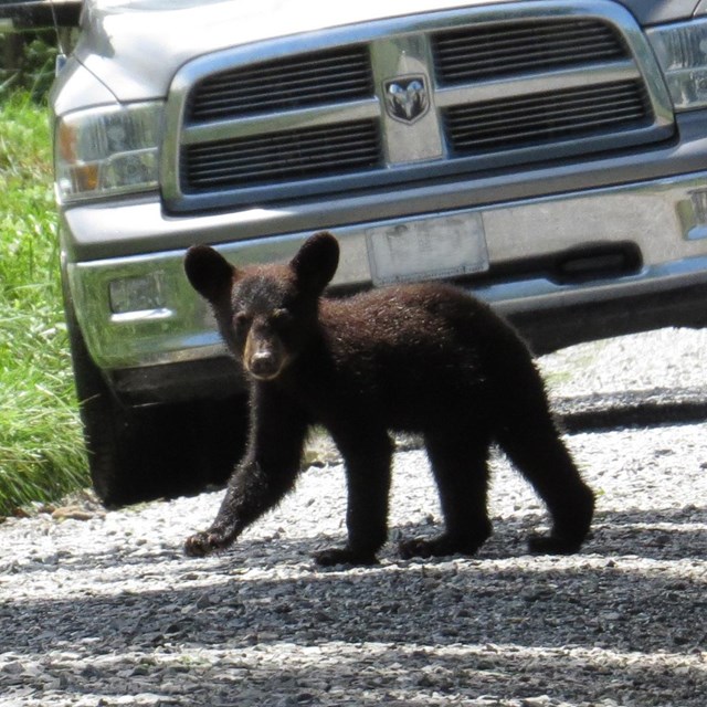 A bear cub walking in front of a car on a gravel road.