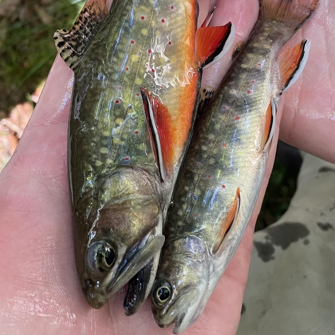 Two brook trout in a person's hands.