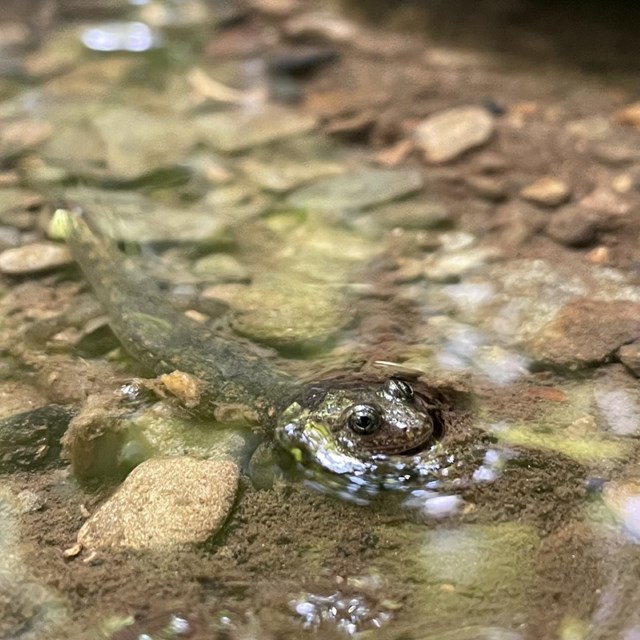 A salamander sitting in a stream with its eyes above the surface.