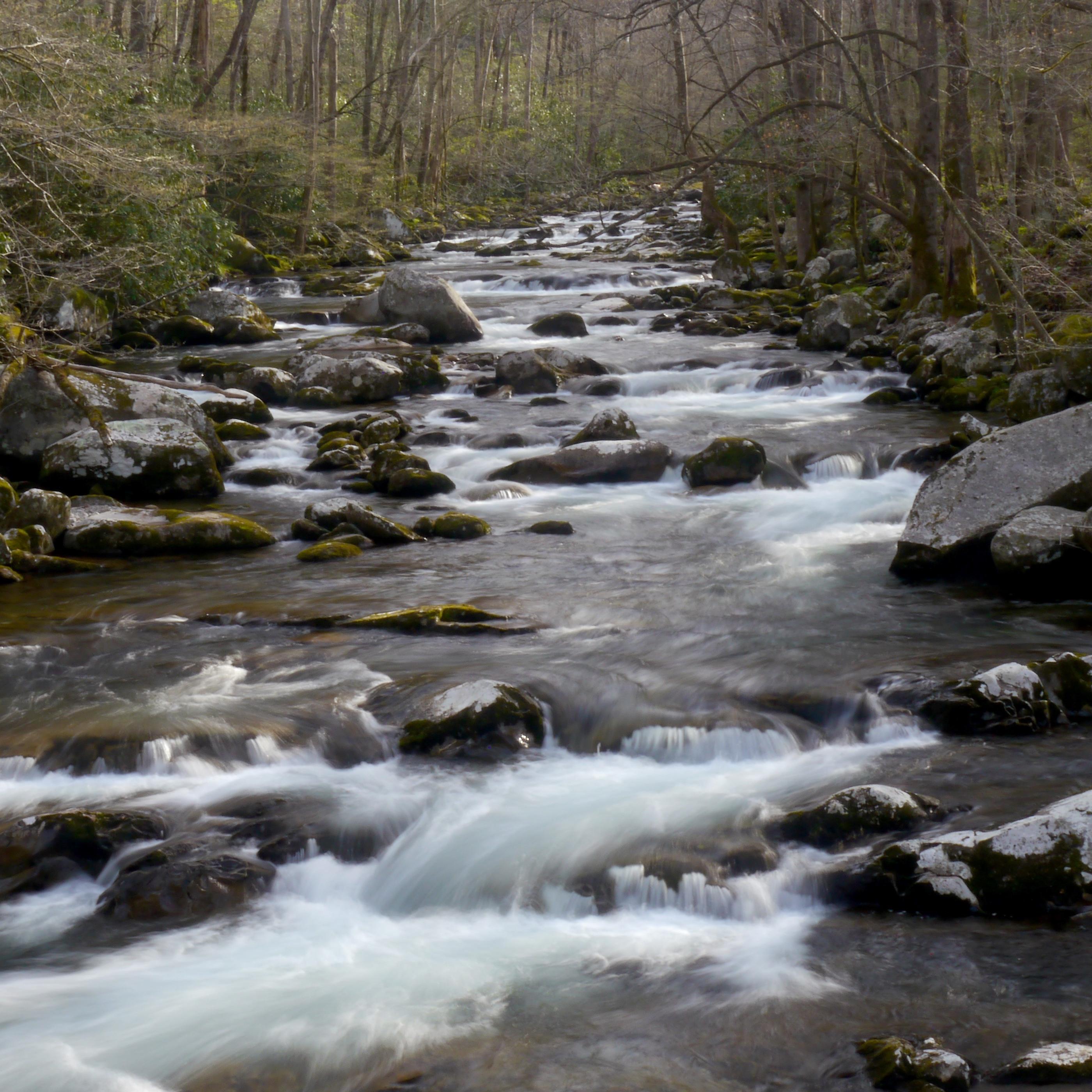 A rocky creek with small rapids framed by forest.
