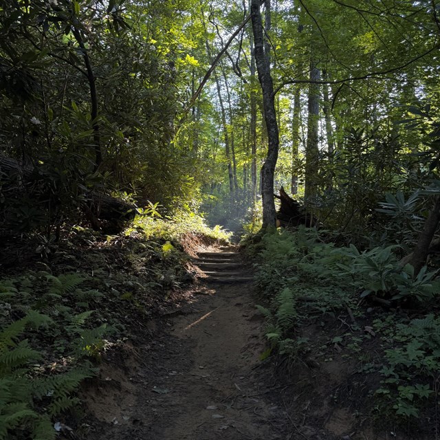 A trail in the forest with sunlight coming through the trees.