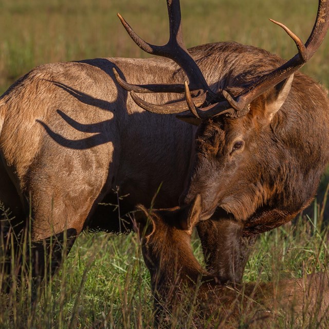 A bull elk and a calf in a field.