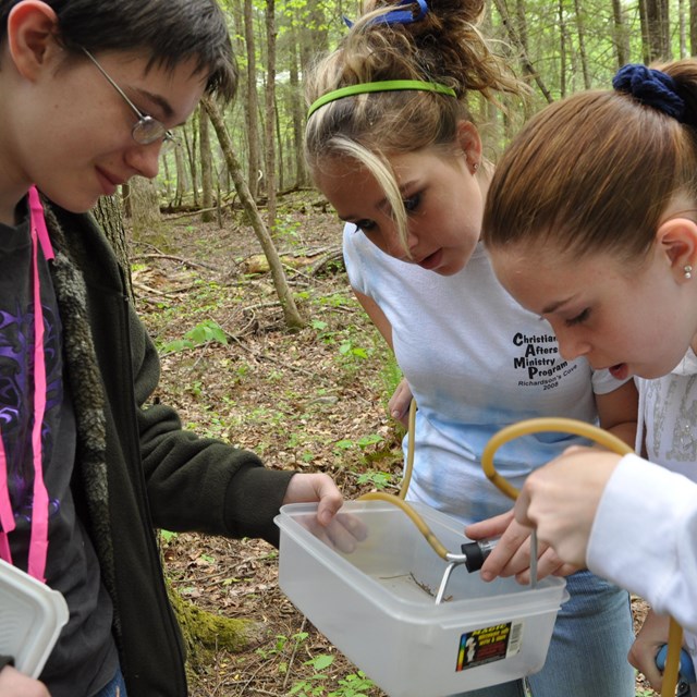 Three students looking into a container with invertebrates.