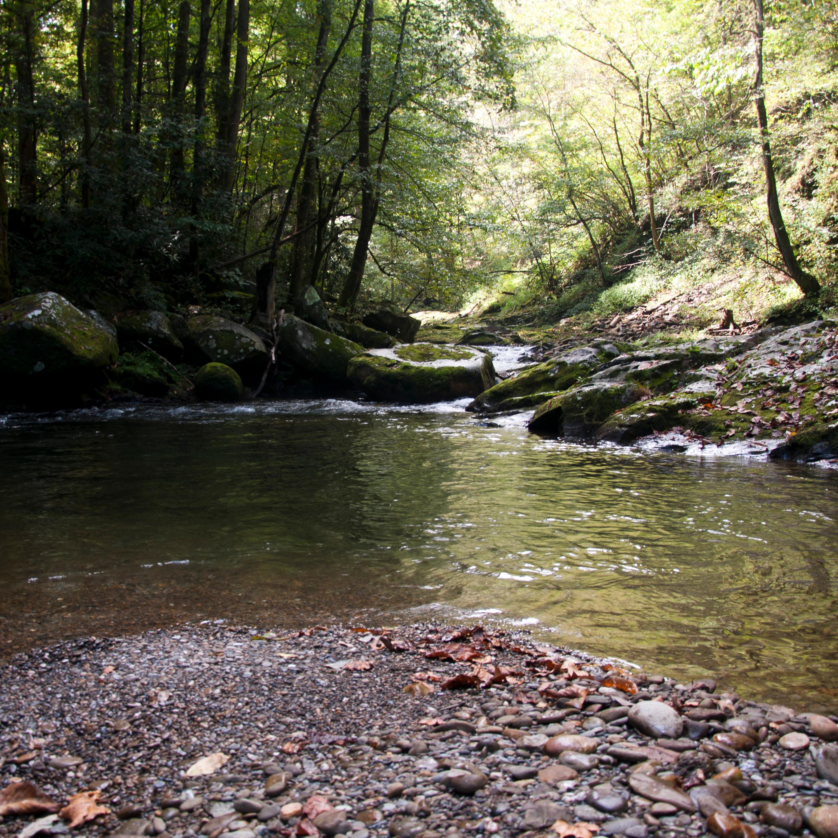 Riverbank in a Forest