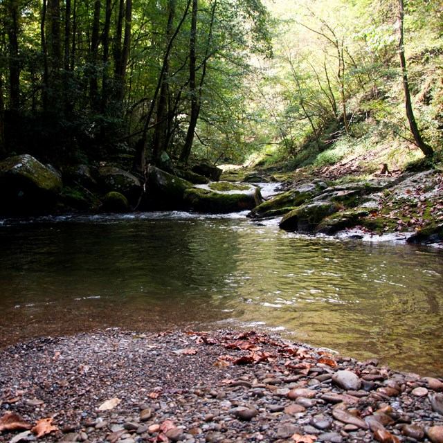 Riverbank in a Forest