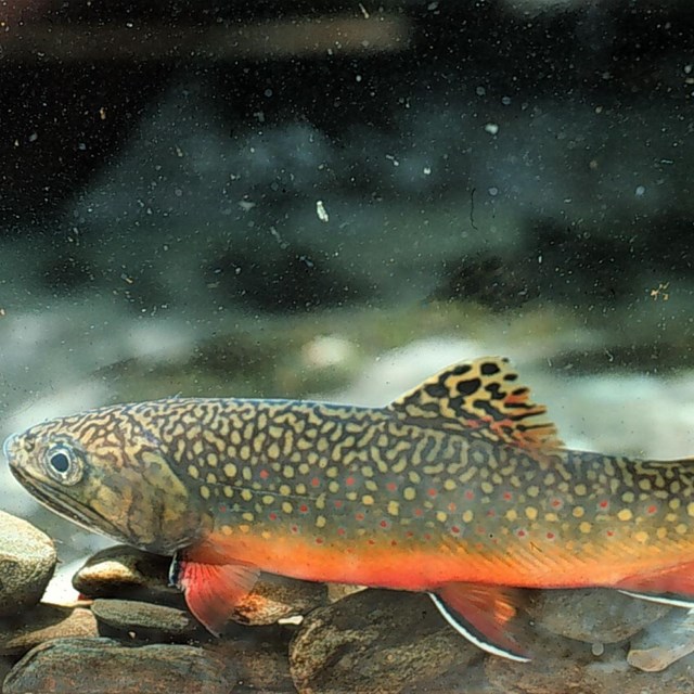 A brook trout with bright red-orange coloration on its belly at the bottom of a rocky stream