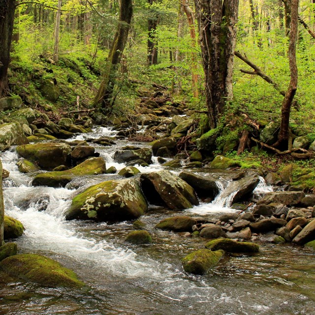 A small stream flowing in the forest over mossy rocks