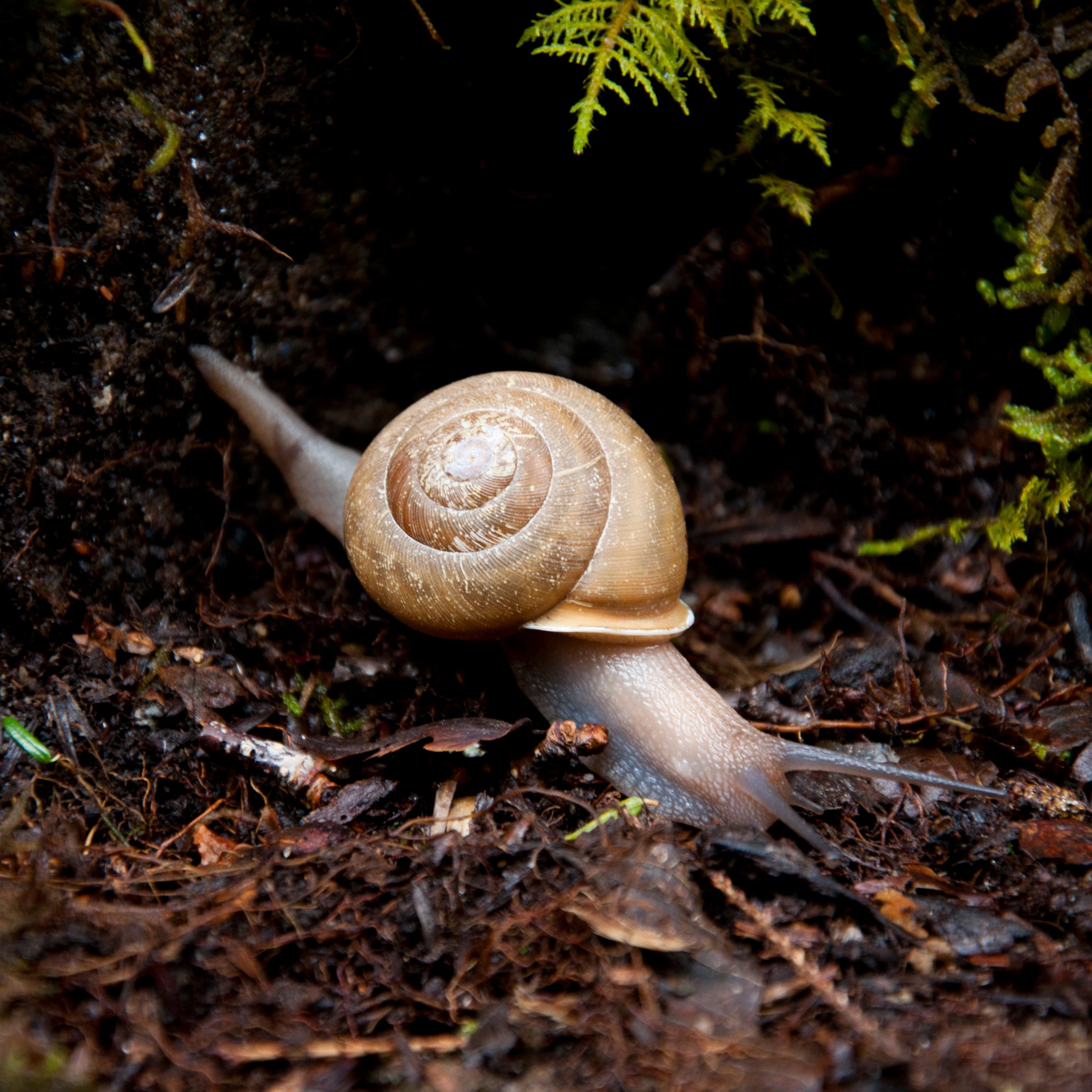 Snail moving over soil